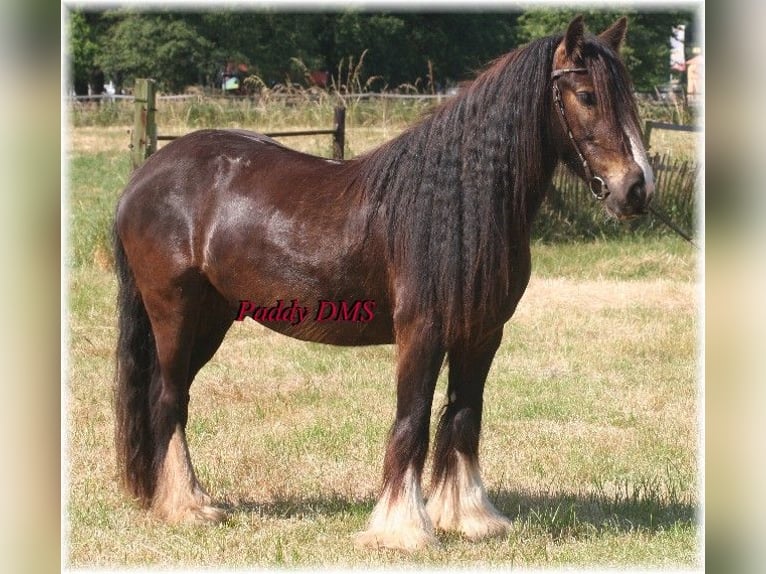 Tinker Caballo castrado 7 años 140 cm Castaño oscuro in Kempen