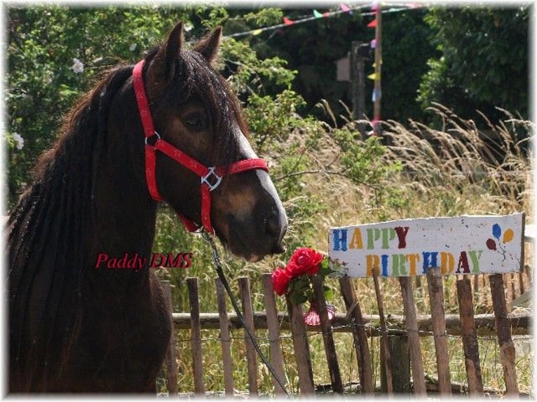 Tinker Caballo castrado 7 años 140 cm Castaño oscuro in Kempen