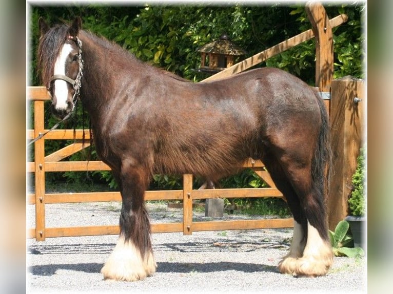Tinker Caballo castrado 7 años 140 cm Castaño oscuro in Kempen