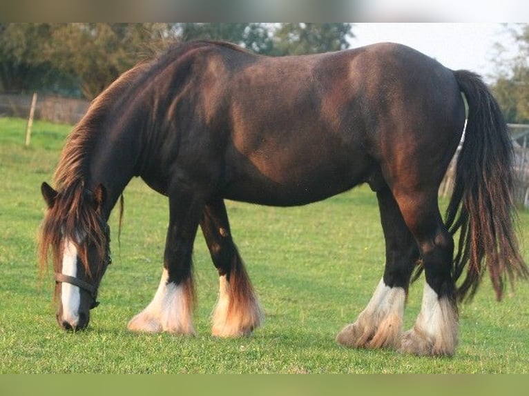 Tinker Caballo castrado 7 años 140 cm Castaño oscuro in Kempen