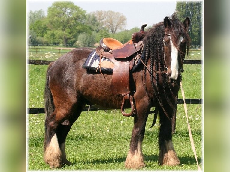 Tinker Caballo castrado 7 años 140 cm Castaño oscuro in Kempen