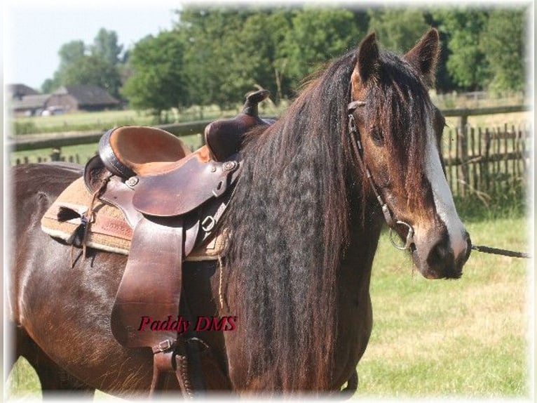 Tinker Caballo castrado 7 años 140 cm Castaño oscuro in Kempen
