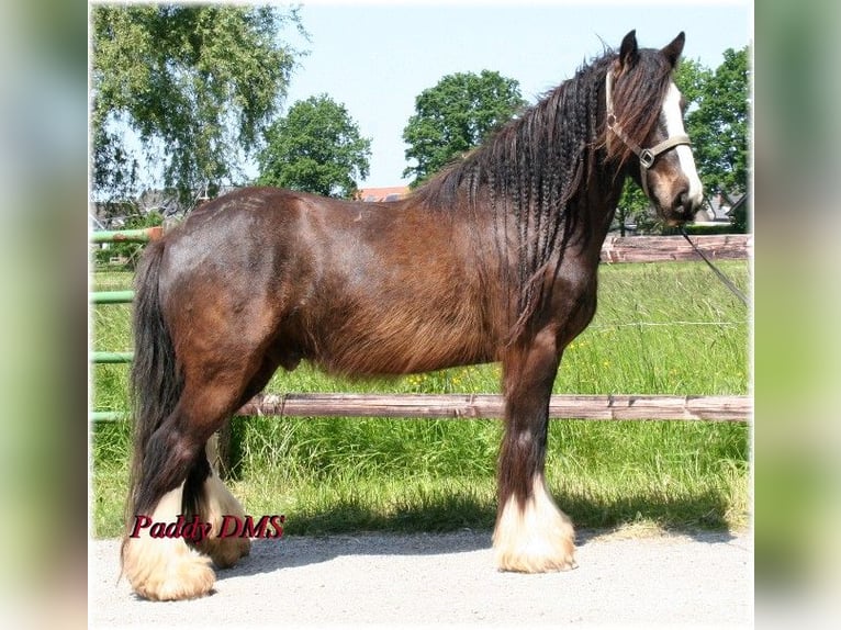 Tinker Caballo castrado 7 años 140 cm Castaño oscuro in Kempen