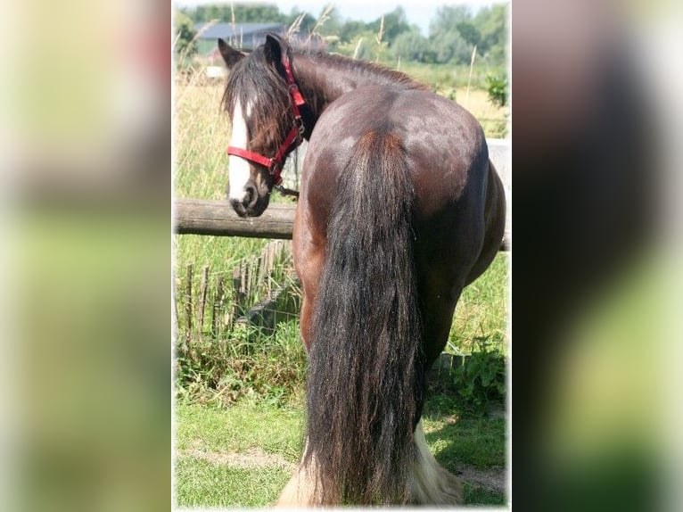 Tinker Caballo castrado 7 años 140 cm Castaño oscuro in Kempen