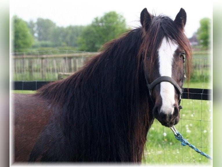 Tinker Caballo castrado 7 años 140 cm Castaño oscuro in Kempen