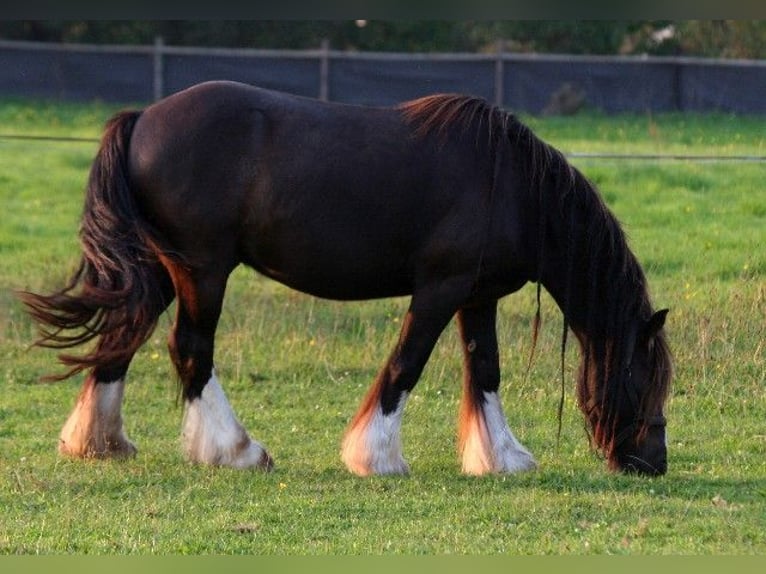 Tinker Caballo castrado 7 años 140 cm Castaño oscuro in Kempen