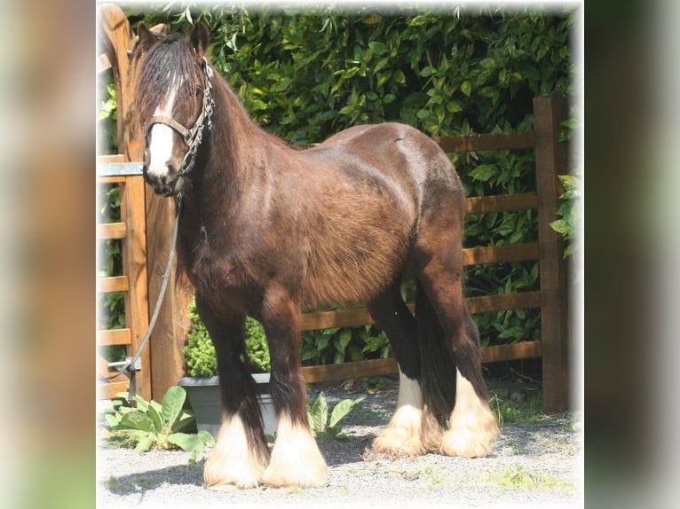 Tinker Caballo castrado 7 años 140 cm Castaño oscuro in Kempen