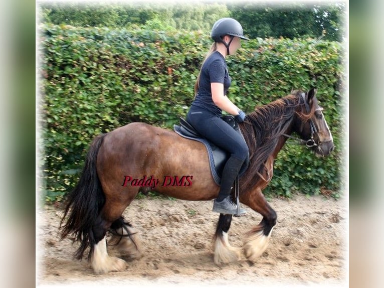 Tinker Caballo castrado 7 años 140 cm Castaño oscuro in Kempen