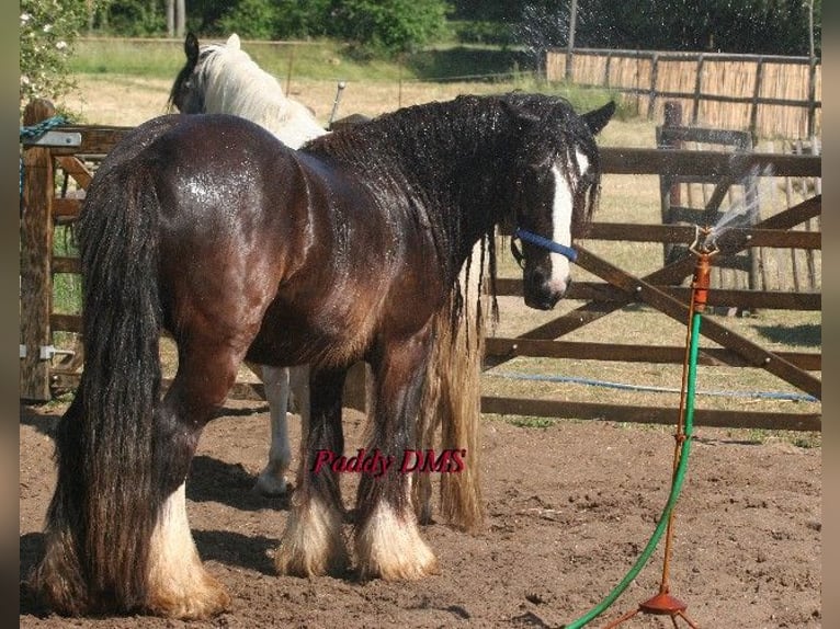 Tinker Caballo castrado 7 años 140 cm Castaño oscuro in Kempen