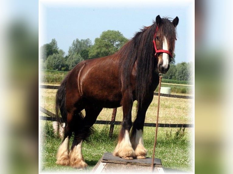 Tinker Caballo castrado 7 años 140 cm Castaño oscuro in Kempen