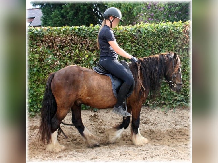 Tinker Caballo castrado 7 años 140 cm Castaño oscuro in Kempen