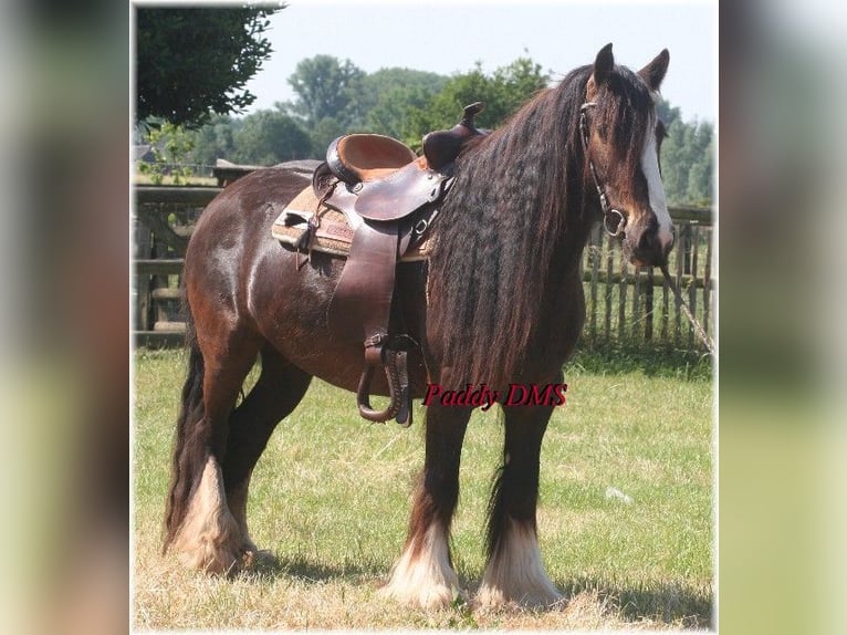 Tinker Caballo castrado 7 años 140 cm Castaño oscuro in Kempen