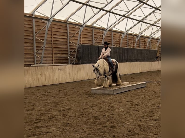 Tinker Caballo castrado 7 años 140 cm Tobiano-todas las-capas in Kamloops, BC