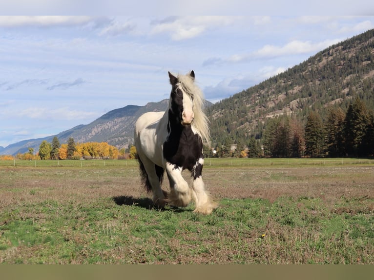 Tinker Caballo castrado 7 años 140 cm Tobiano-todas las-capas in Kamloops, BC