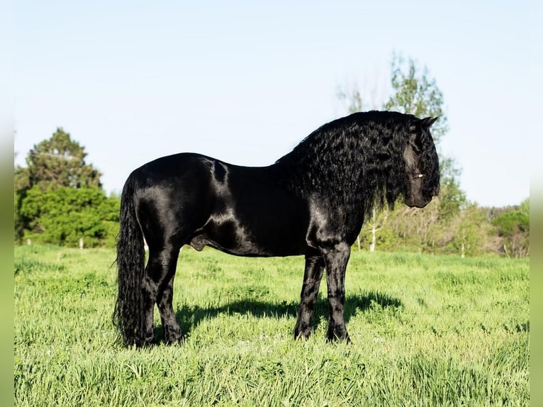 Tinker Mestizo Caballo castrado 7 años 142 cm Negro in Nevis, MN