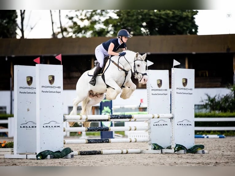 Tinker Caballo castrado 7 años 145 cm in Levice