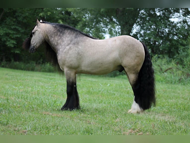 Tinker Caballo castrado 7 años 147 cm Buckskin/Bayo in Plano