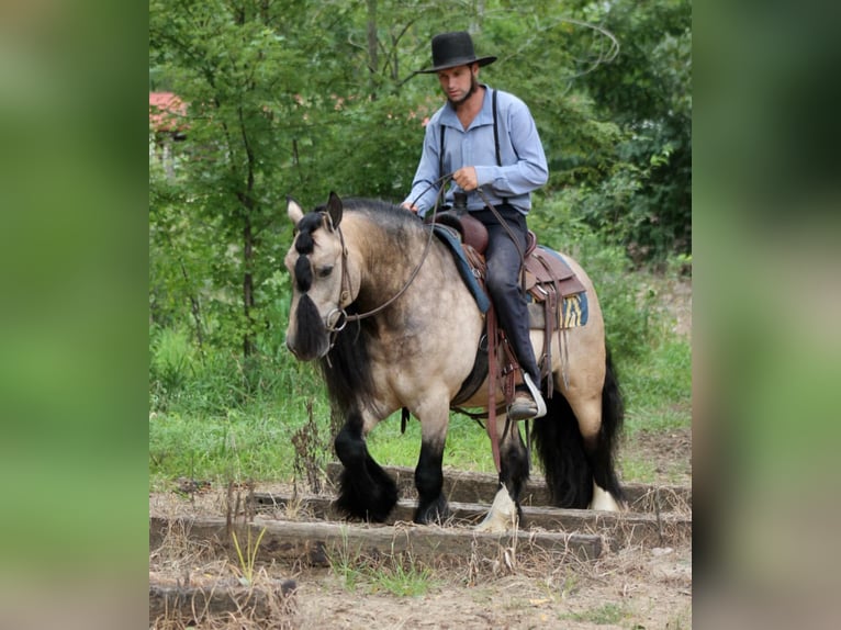 Tinker Caballo castrado 7 años 147 cm Buckskin/Bayo in Plano