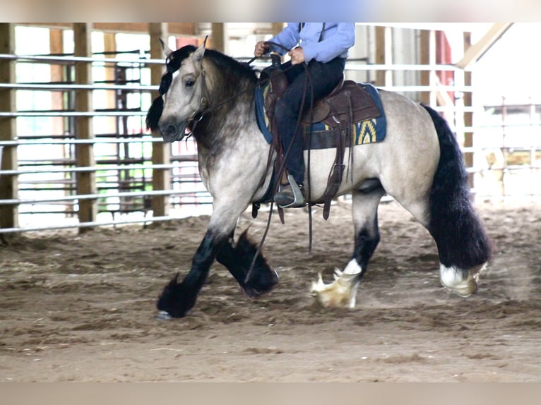 Tinker Caballo castrado 7 años 147 cm Buckskin/Bayo in Plano