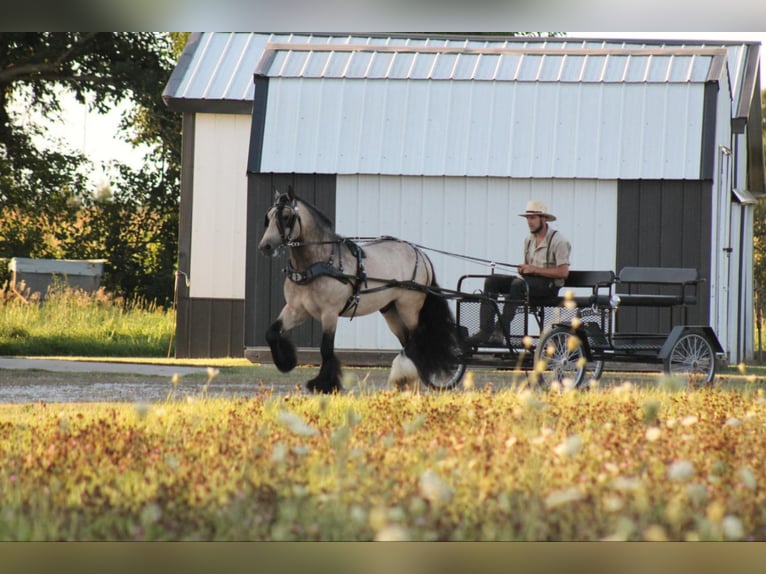 Tinker Caballo castrado 7 años 147 cm Buckskin/Bayo in Plano