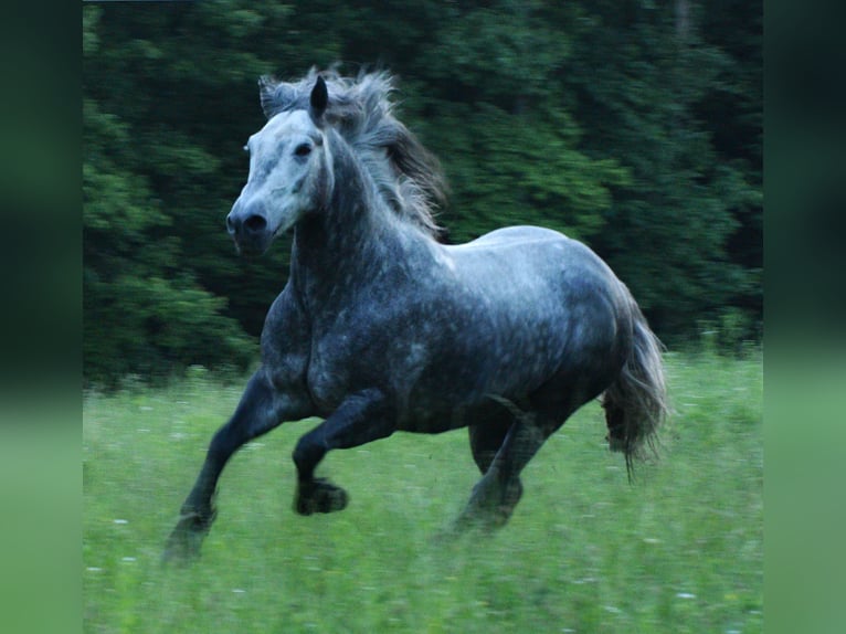 Tinker Mestizo Caballo castrado 7 años 150 cm Ruano azulado in Mulberry, IN