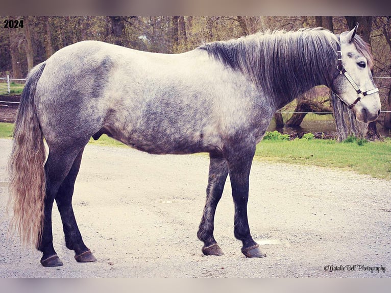 Tinker Mestizo Caballo castrado 7 años 150 cm Ruano azulado in Mulberry, IN