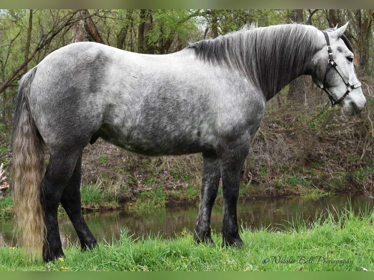 Tinker Mestizo Caballo castrado 7 años 150 cm Ruano azulado in Mulberry, IN