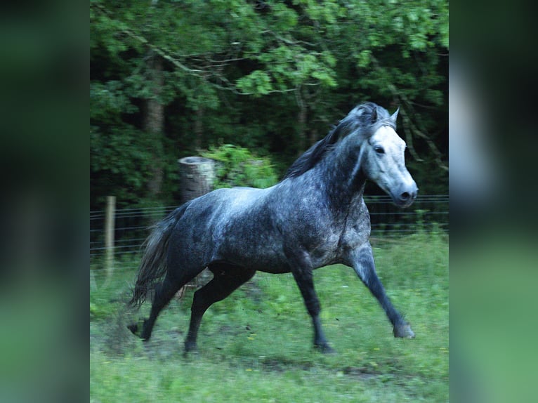 Tinker Mestizo Caballo castrado 7 años 150 cm Ruano azulado in Mulberry, IN