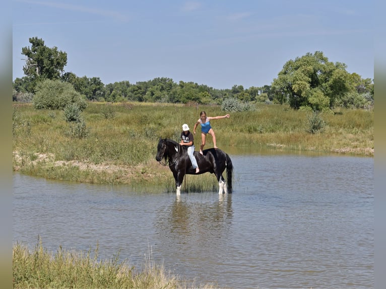 Tinker Caballo castrado 7 años 152 cm Negro in Bayard