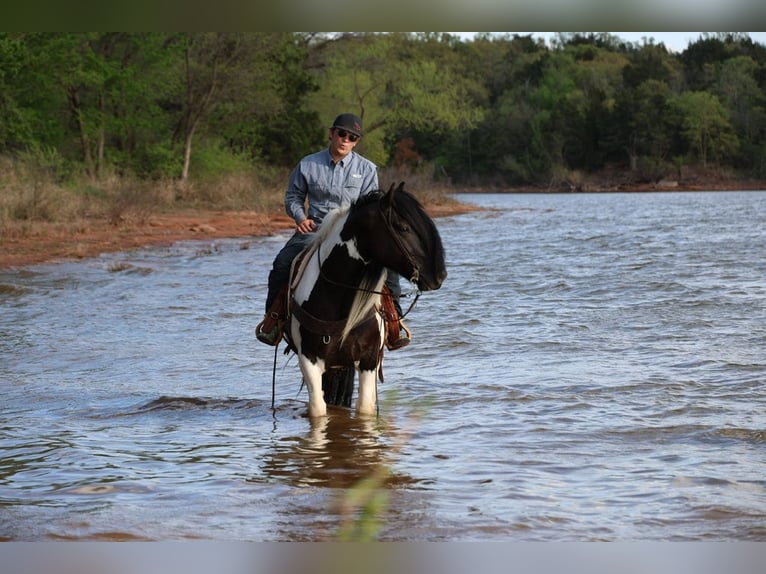 Tinker Caballo castrado 7 años 152 cm Pío in Ripley