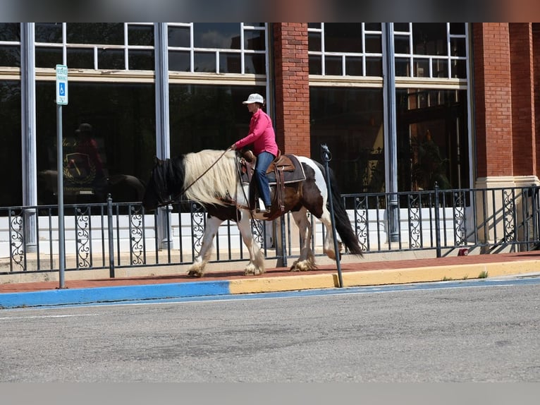 Tinker Caballo castrado 7 años 152 cm Pío in Ripley