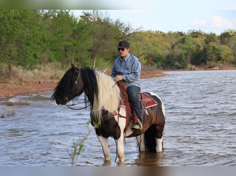 Tinker Caballo castrado 7 años 152 cm Pío in Ripley
