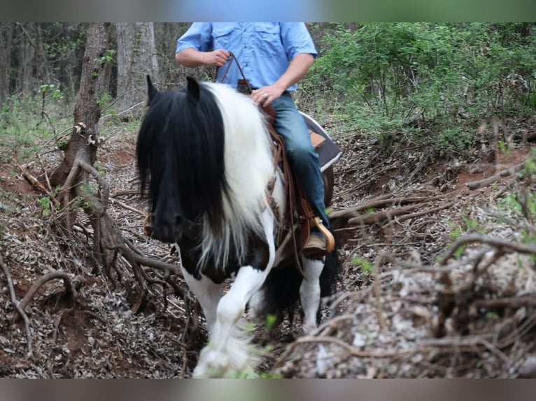 Tinker Caballo castrado 7 años 152 cm Pío in Ripley