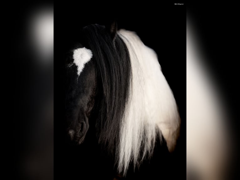 Tinker Caballo castrado 7 años 152 cm Pío in Ripley