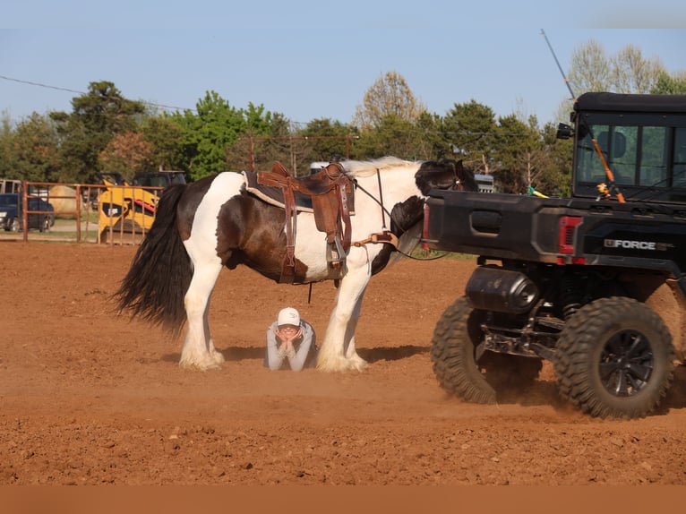 Tinker Caballo castrado 7 años 152 cm Pío in Ripley