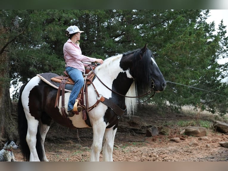 Tinker Caballo castrado 7 años 152 cm Pío in Ripley