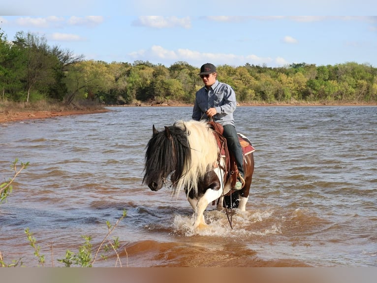 Tinker Caballo castrado 7 años 152 cm Pío in Ripley
