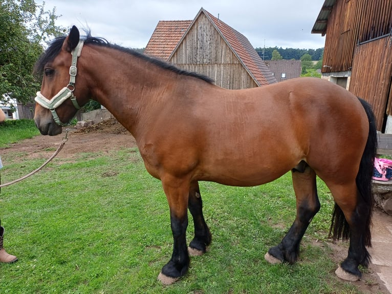 Tinker Mestizo Caballo castrado 7 años 154 cm Castaño in Calw