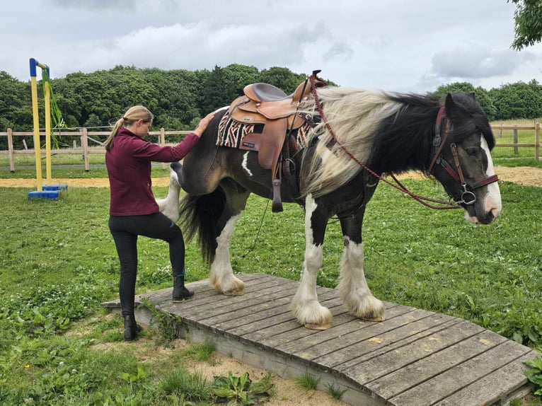 Tinker Mestizo Caballo castrado 7 años 154 cm Pío in Linkenbach