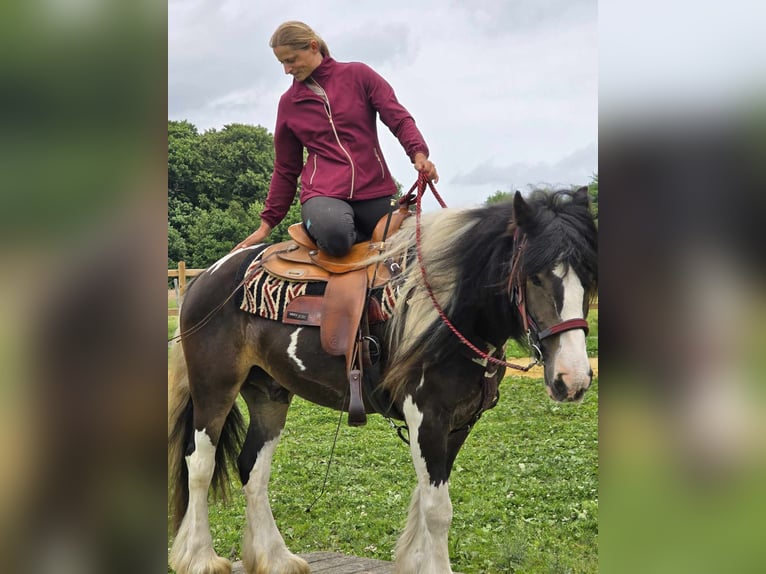 Tinker Mestizo Caballo castrado 7 años 154 cm Pío in Linkenbach