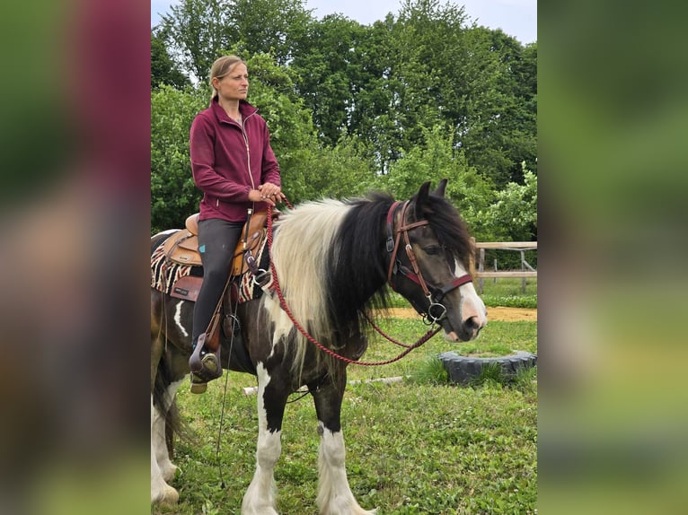Tinker Mestizo Caballo castrado 7 años 154 cm Pío in Linkenbach