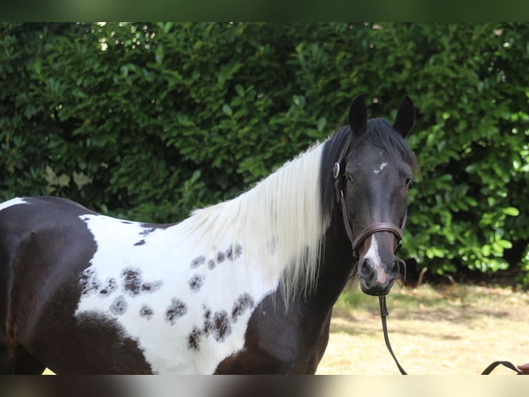 Tinker Caballo castrado 7 años 155 cm Pío in Metelen