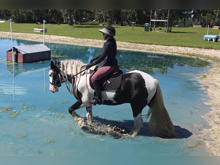 Tinker Caballo castrado 7 años 155 cm Pío in Ocala