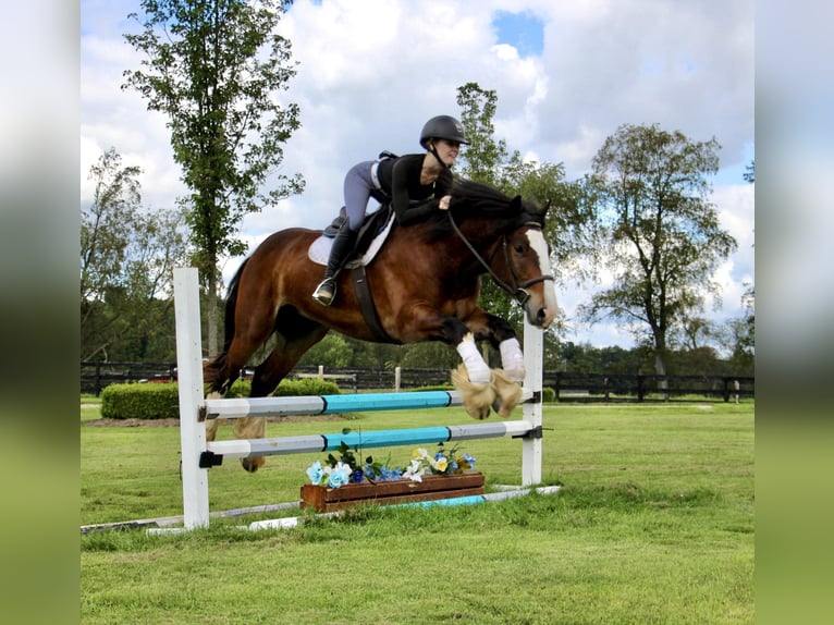 Tinker Caballo castrado 7 años 157 cm Castaño rojizo in Howell Mi