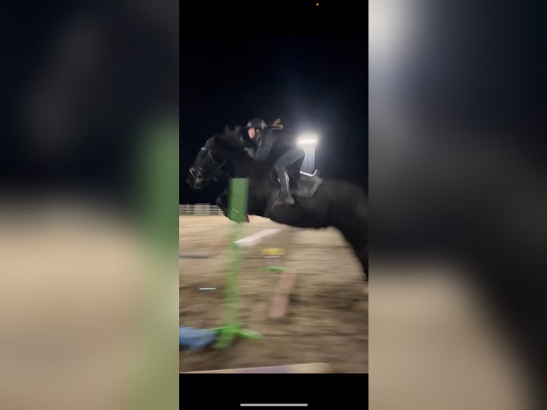 Tinker Caballo castrado 7 años 163 cm Negro in Strzelno