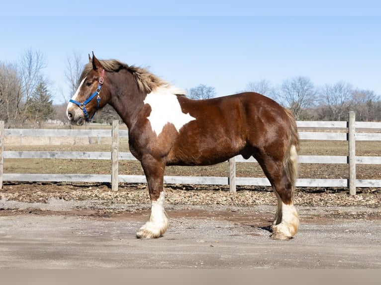 Tinker Mestizo Caballo castrado 7 años 170 cm Alazán-tostado in Howell