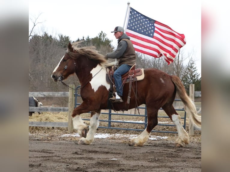 Tinker Mestizo Caballo castrado 7 años 170 cm Alazán-tostado in Howell
