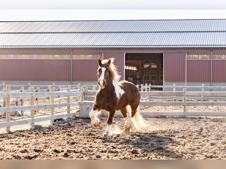 Tinker Mestizo Caballo castrado 7 años 170 cm Alazán-tostado in Howell