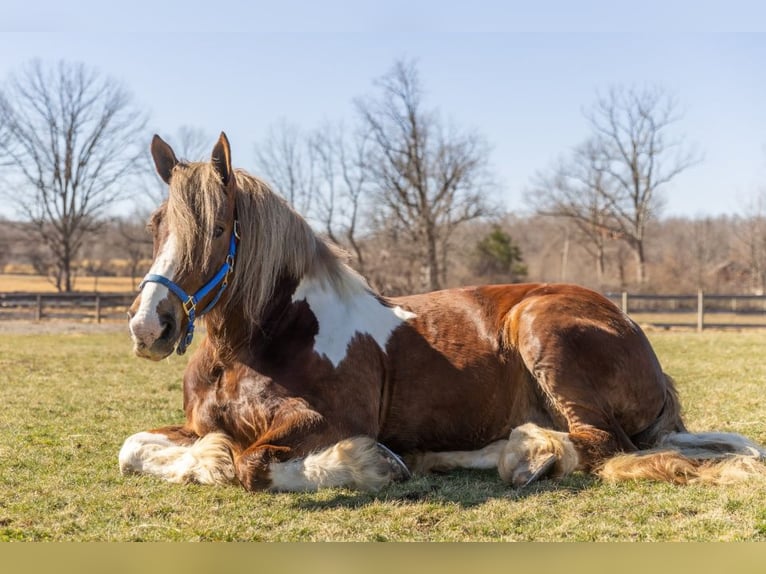 Tinker Mestizo Caballo castrado 7 años 170 cm Alazán-tostado in Howell