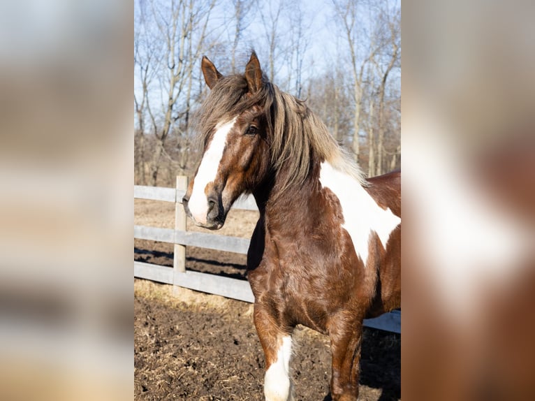 Tinker Mestizo Caballo castrado 7 años 170 cm Alazán-tostado in Howell